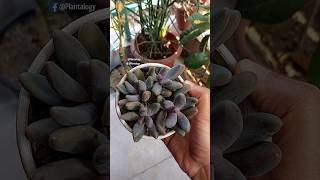 Grow Ornamental Plants From Cuttings - Ornamental Plant Care