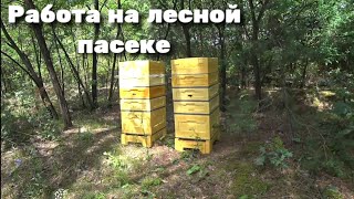 Работа на лесной пасеке, дергаю рамки, собираю воск.