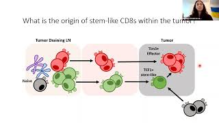 [Nataliya Prokhnevska] CD8+ T cell activation in cancer