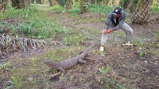 pertarungan melawan raksasa komodo kalimantan part 2