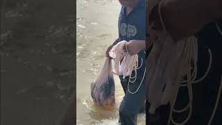 Fisherman Cast Net Fishing Real Life Amazing Fishing At Countryside.(Episode 220)