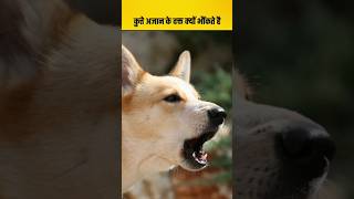 Kutte Azan ke Waqt kyu Bhaukte hai? | Why do dogs bark during Azan? #shortsfeed #shorts