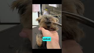 NIKDY PSA NA LÉTO NESTŘÍHEJ⚠️❌ #dog #dogshorts #foryou #fypシ #viral #tips #advice #tipsandtricks