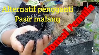 Review waru lokal sambung pucuk waru varigata