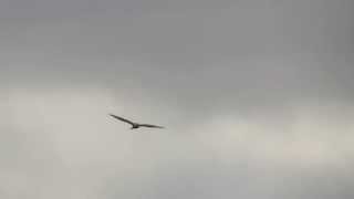 Two Rough-legged Hawk