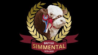 Simmental Calf Show at Borderway Agri Expo 27th October 2023