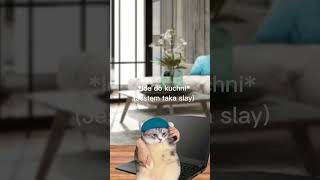 Przecież to jest u mnie takie prawdziwe #cat #memes #viral #shorts #shortvideo