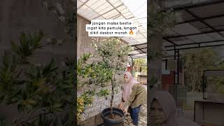 Semangat bestie kita pemula #shorts #shortvideo #reelsfb #fyp #fypシ゚viral  #fbpro #kreatorpemula