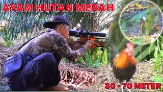 SEMAKIN BANYAK AYAMNYA ‼️ BERBURU AYAM HUTAN DI KEBUN SAWIT