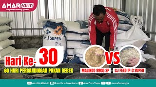 Part #30 | 60 Hari Perbandingan Malindo 9905 SP Vs CJ Feed IP-3 Super