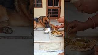 German shepherd dog getting their food from mother #viral #trending #youtubeshorts #music