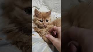 Мой любимый котик..