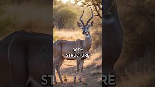 Why do kudus have such impressive horns? Learn about their amazing adaptations!