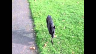 THREE LEGGED BONZO PLAYING BALL AT SELSDON RECREATION GROUND.