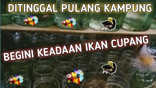 KONDISI IKAN CUPANG