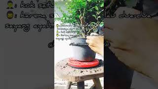 Eksekusi Bonsai Hokianti dari lahan ground #bonsai #hokiantea #hokianti