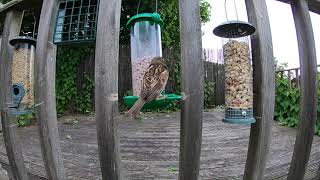 Slow Motion Sparrow 240 FPS