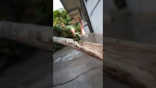 Mantis || Iphone XR camera review after 2 years