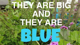 They are big and they are blue | Allotments For Fun and Food