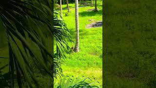 coconut monkey, koh phangan, Thailand