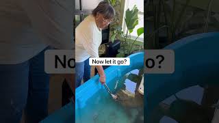 70-Year-Old Feeds Alligator Snapping Turtle! 😱🐢#shorts #turtle