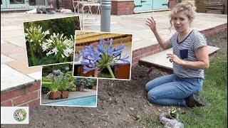 How to plant Agapanthus (bare roots) - FarmerGracy.co.uk