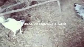 Les animaux du Center Parcs/Moselle