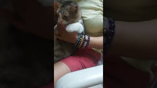 Vitamins for my cat#cat #catlover #catshorts #catvideos #shorts #viralvideo