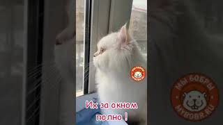 Сеня и Веня на котодроме от Мы Бобры #мы_бобры #cat #котодром #коты #животные