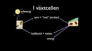 Djur- & växtcellen - fördjupning