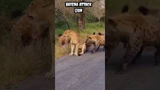 Hayena attack lion #shorts #viral #trending