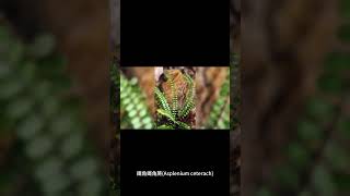 鐵角蕨 (Asplenium ceterach) 的植物學名稱是什麼？ #shorts