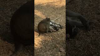 One Minute Tours: Angkor Wat, Cambodia. Monkeys Grooming