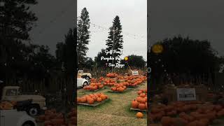 Goff Family Pumpkin Patch located near Liberty Public Market #sandiego #pumpkinpatch #fallvibes