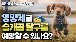 슬개골 탈구를 예방하는 효과적인 방법들.