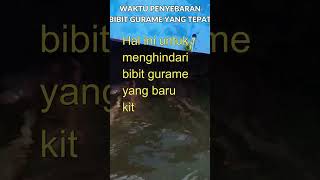 WAKTU YANG TEPAT UNTUK MENYEBARKAN BIBIT GURAME #shorts #shortvideo #like #subcribe