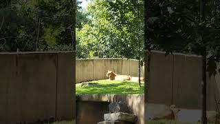 🌞🦁"Roaring Fun at the Zoo: When a Lady Lion Takes SunBathing to the Next Level!