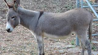 This is my Donkey