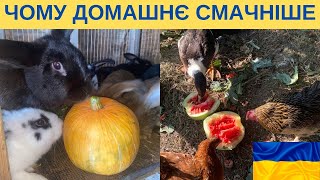 ЧОМУ ДОМАШНЯ С/Г ПРОДУКЦІЯ СМАЧНІША. МОЇ ДУМКИ@kyruvgaragi