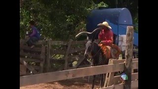 Boiada na balsa - Travessia no rio Juruena - MT Brasil