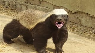 Badgers Sound Effects.                     #animals #animalsounds #badgers #mpsound