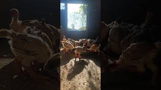 gà đông tảo 4,5 tháng tuổi #ga #chicken #ngotngaosaulangcontim #christmasmusic #animals #s #gàgiống