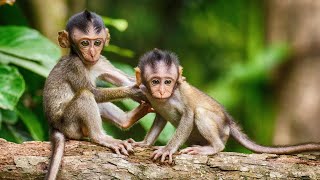 LYLY MUM offer milk to baby - act of MONKEYS DAily LIfe