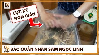 Bảo quản sâm ngọc linh nhân sâm đơn giản nhất | Samoza