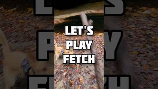 Playing fetch at a thirsty Copperas Creek Falls #LetsPlayFetch #Fetch #Hiking #SmartDog