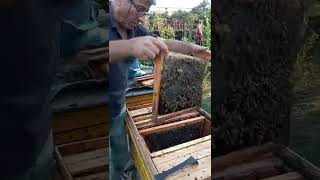 Vərəmum(propolis) yığılması