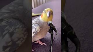 peroot singing #parrot