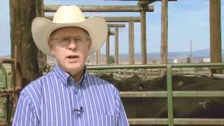 Cattle Handling Tips - Late Term Cattle