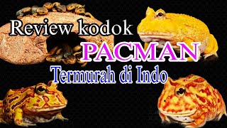 CUMA DISINI, SELLER KODOK PACMAN termurah Se-Indonesia. #pacmanfrog #pacmanfrogs