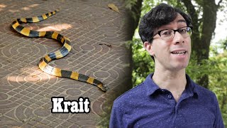 The deadly ass Krait snake!